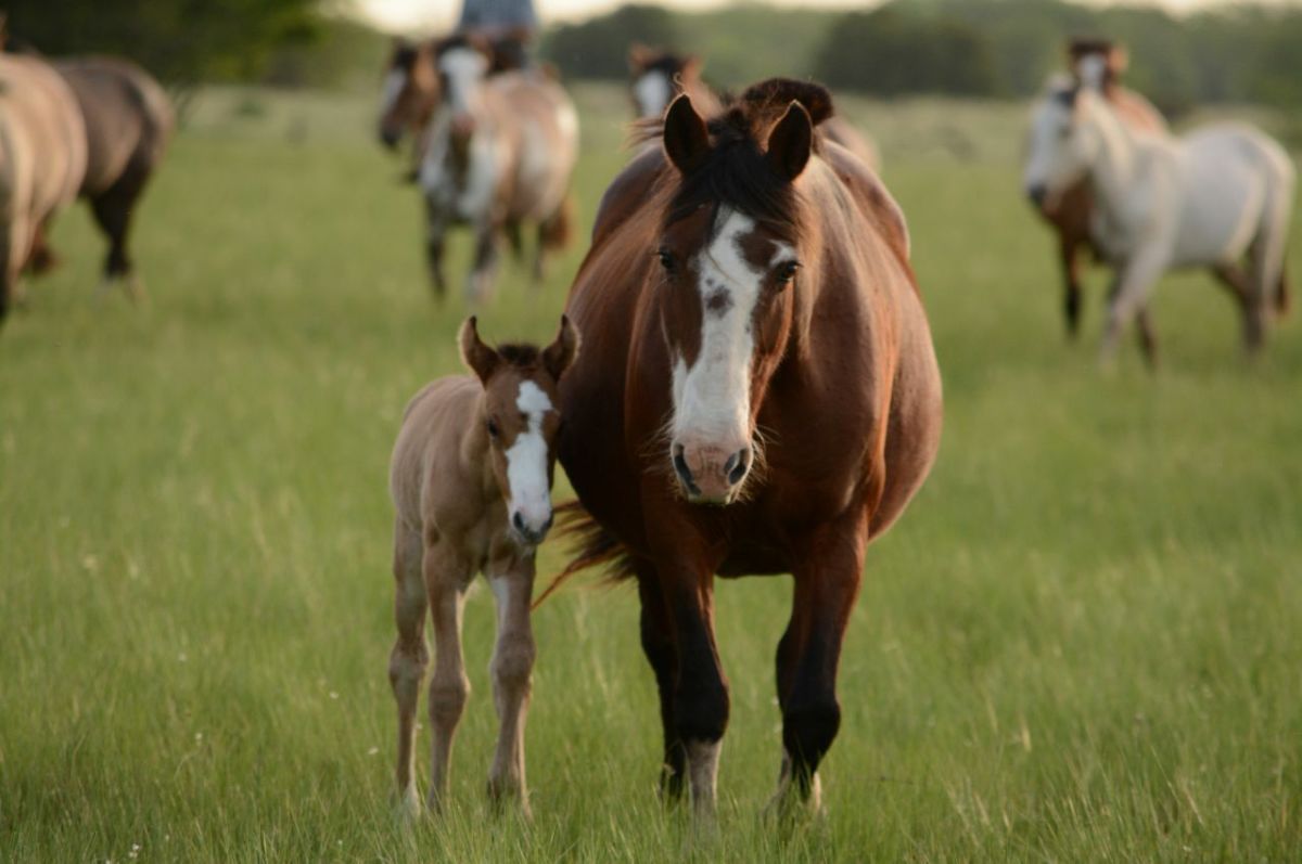 The Essential Foaling Kit for the First-Time Mare Owner