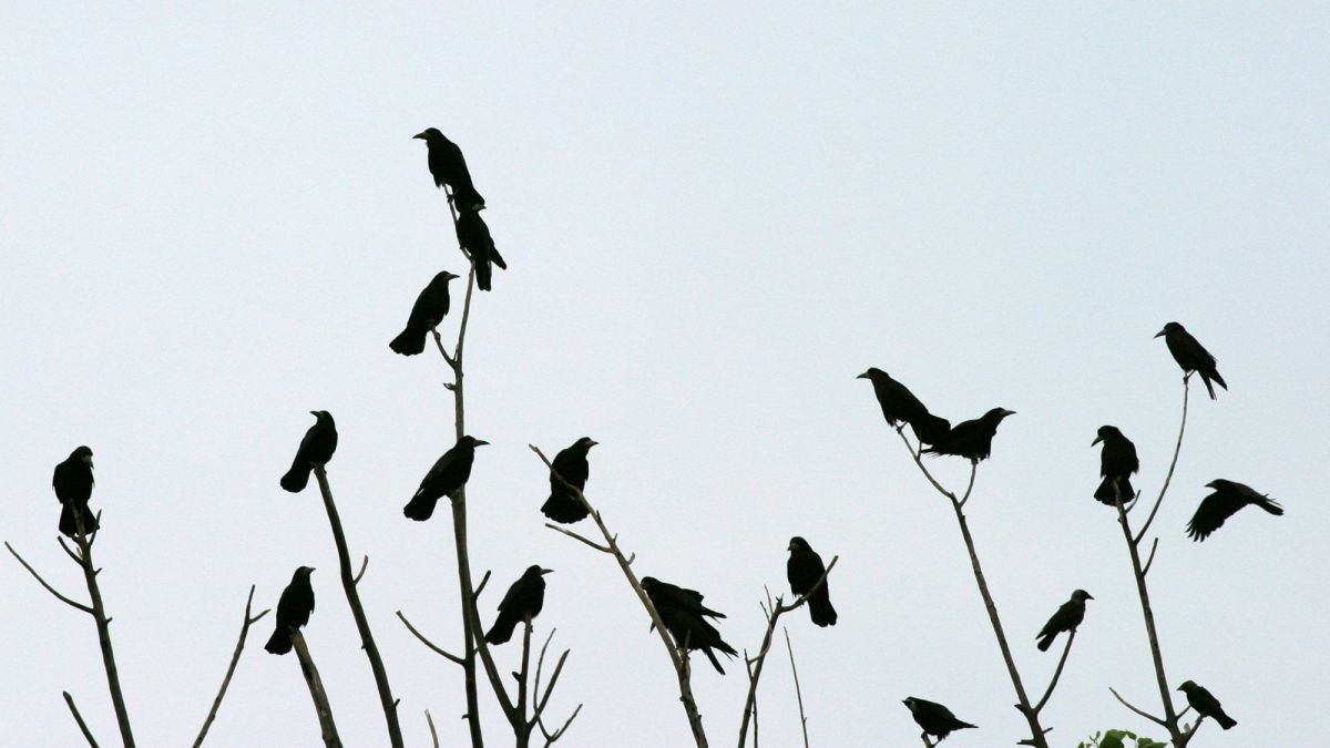 Ravens vs. Crows: They Are Not the Same