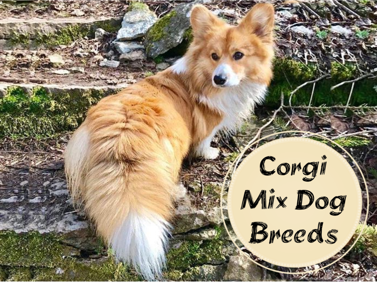 15 Most Popular Corgi Mix Dogs