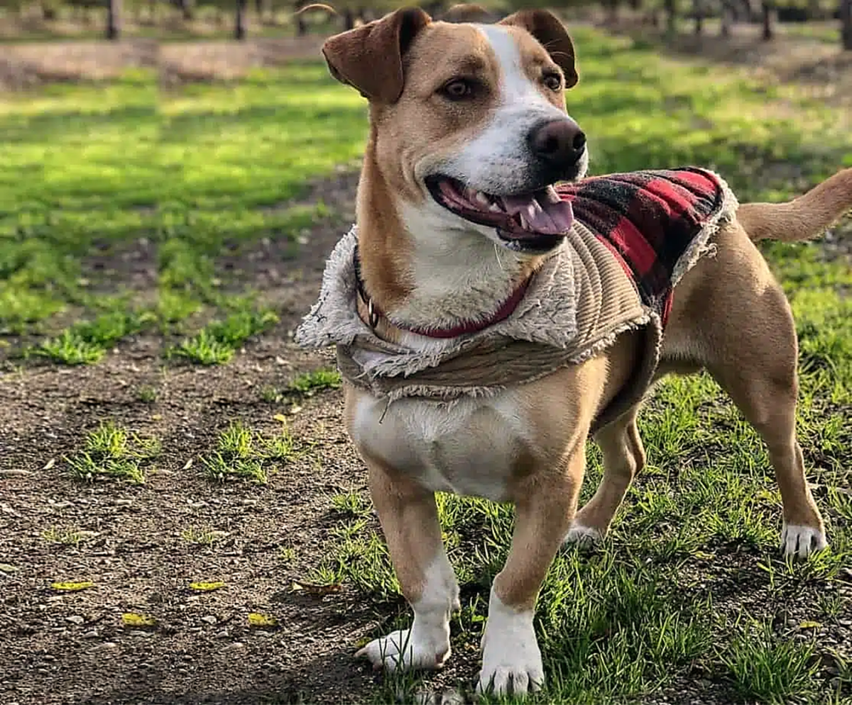 Corgi shops pit mix for