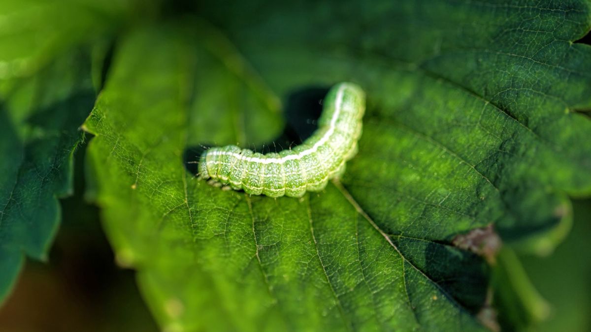 Garden Caterpillar Identification Guide (With Photos)