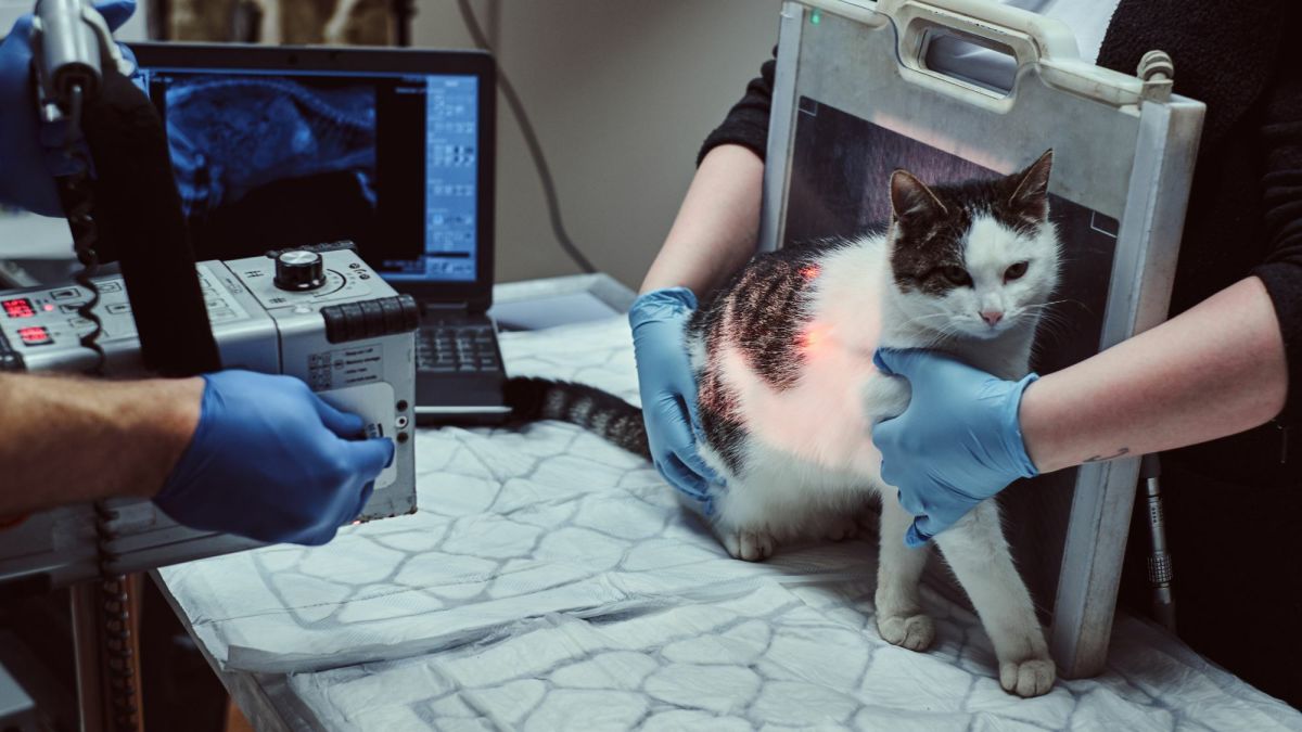 Contrast Agents in Veterinary Radiology