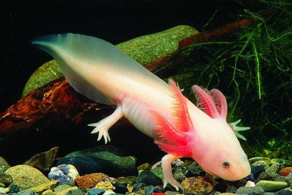 The 8 Strangest Animals in the World
