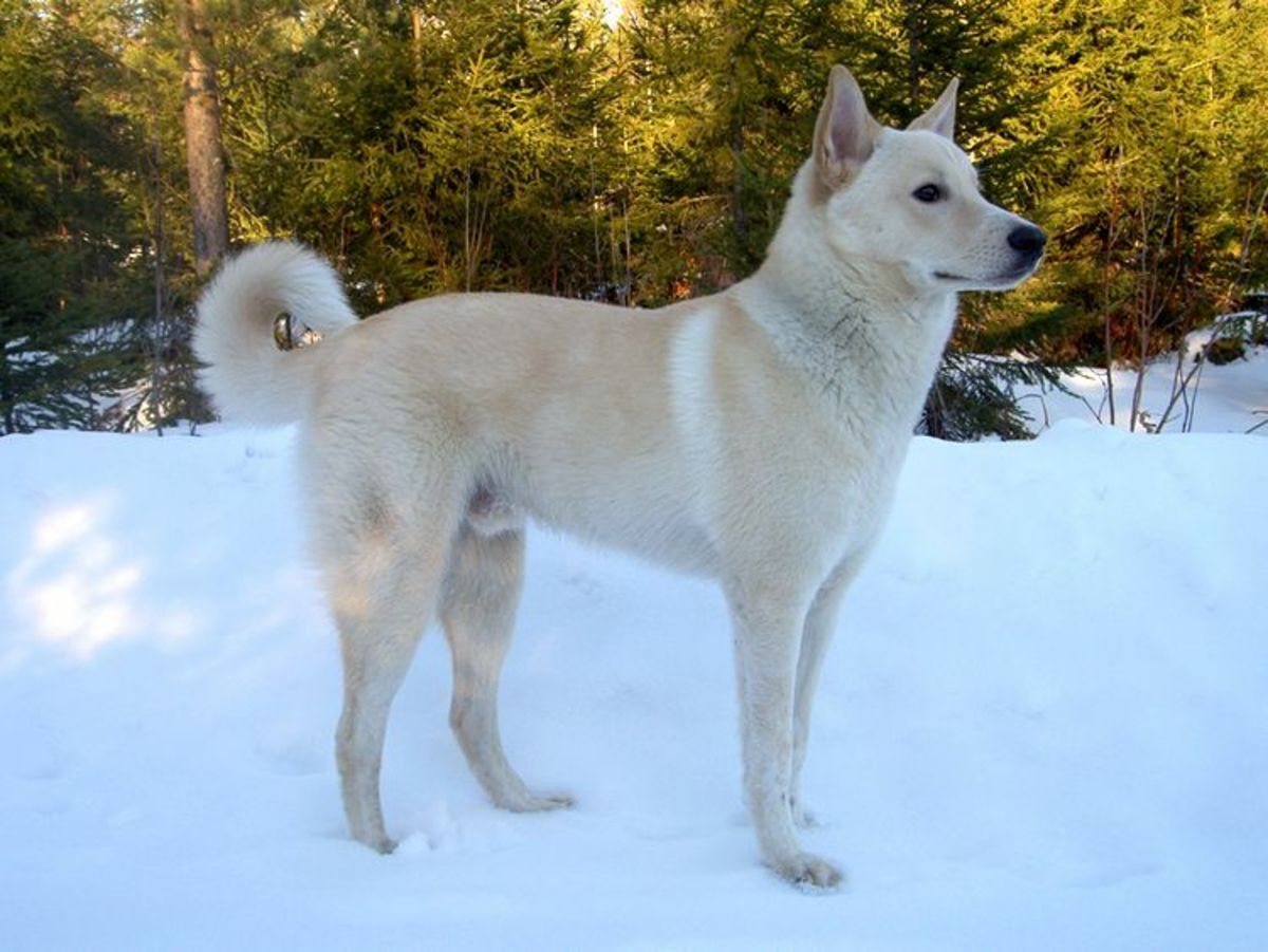 Canaan Dog Breed: Characteristics, Care, and Training