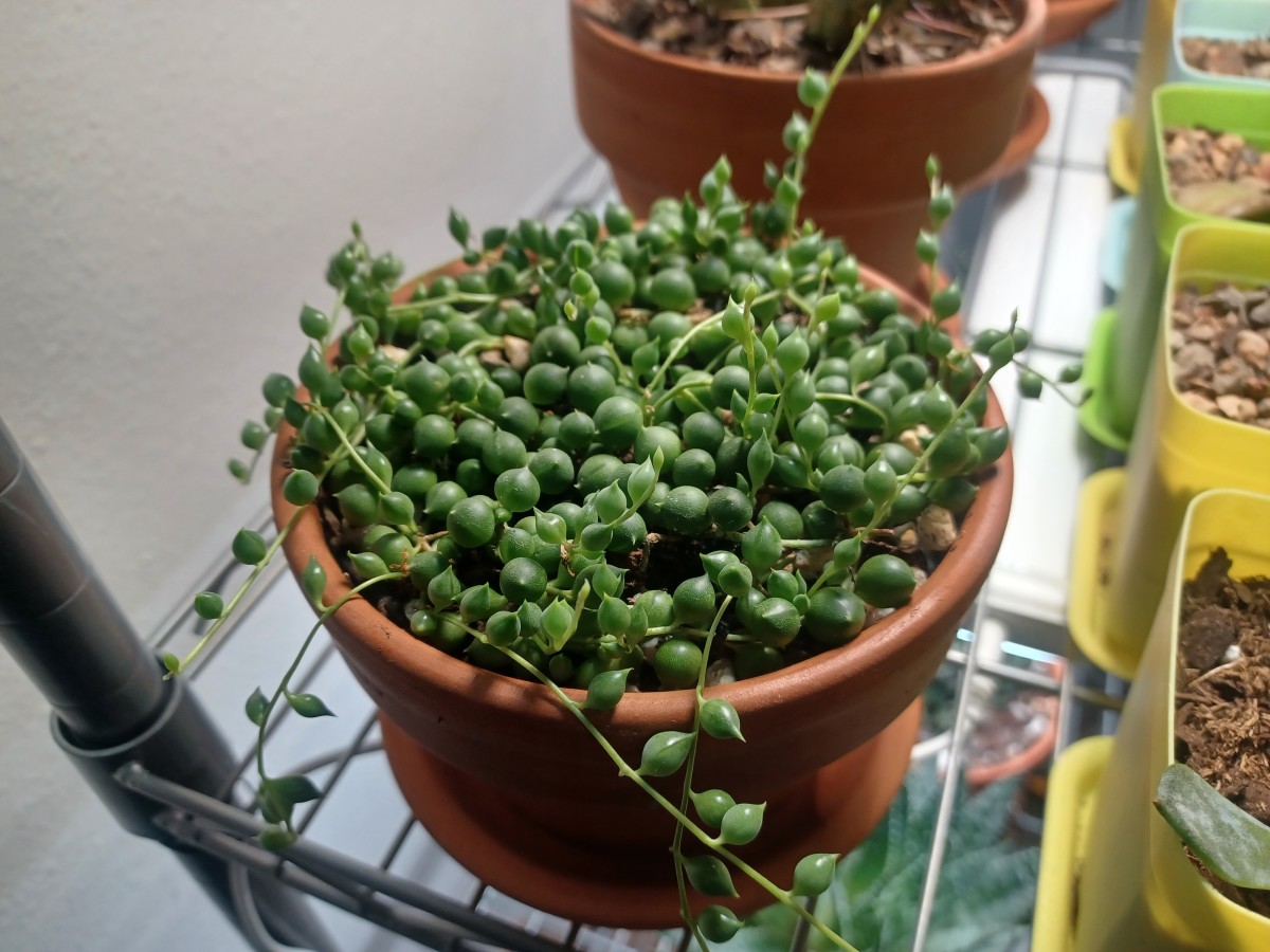 Senecio String of Pearls (Senecio Rowleyanus)