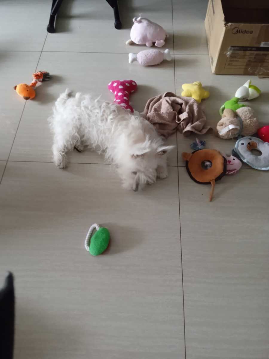 Making a New Puppy Feel at Home HubPages