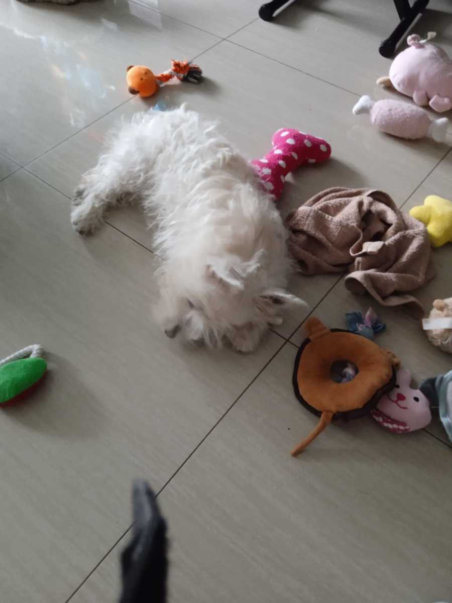 Making a New Puppy Feel at Home HubPages