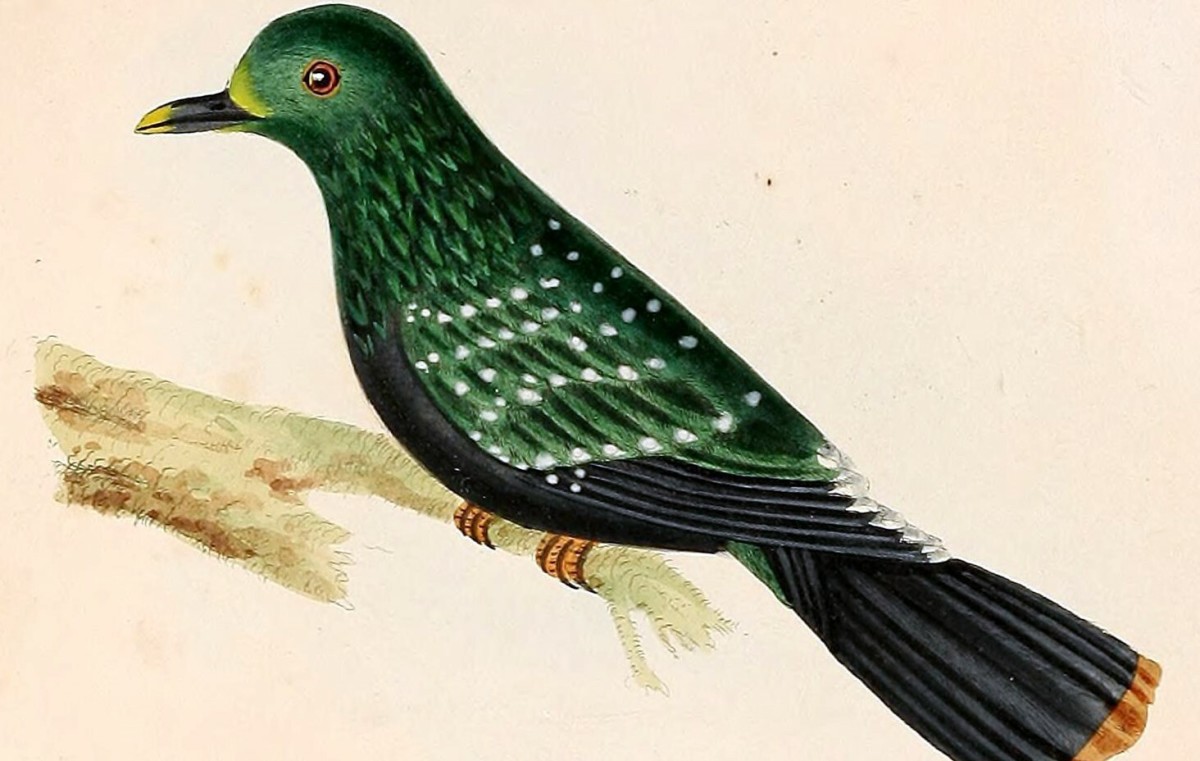 The Mysterious Spotted Green Pigeon