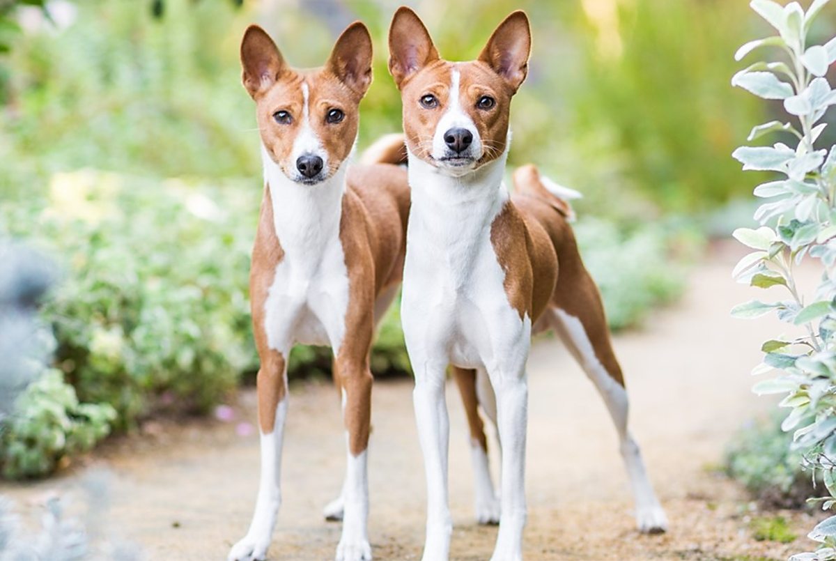 11 Healthiest Dog Breeds - HubPages