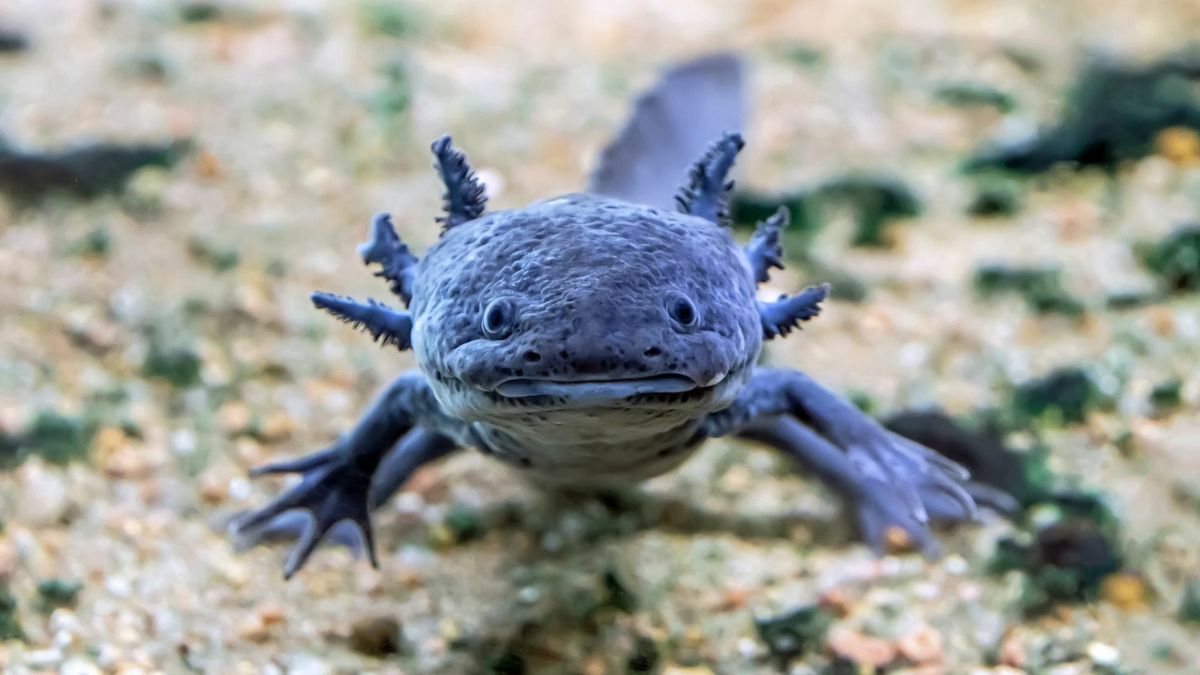 The Endangered Axolotl and Its Powers of Regeneration