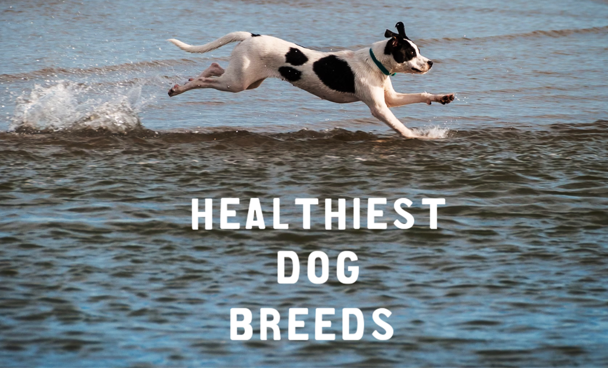 11 Healthiest Dog Breeds