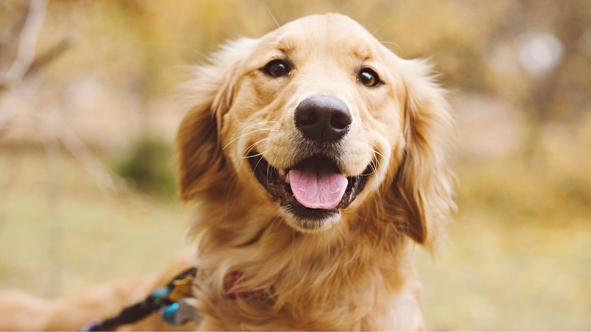11 Dog Breeds Like the Golden Retriever