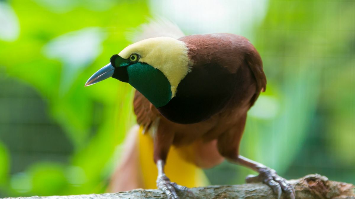 10 Amazingly Colourful Birds-of-Paradise