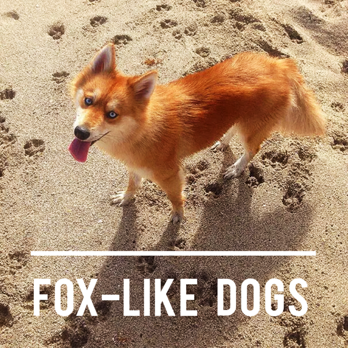 15 Dogs That Look Like Foxes