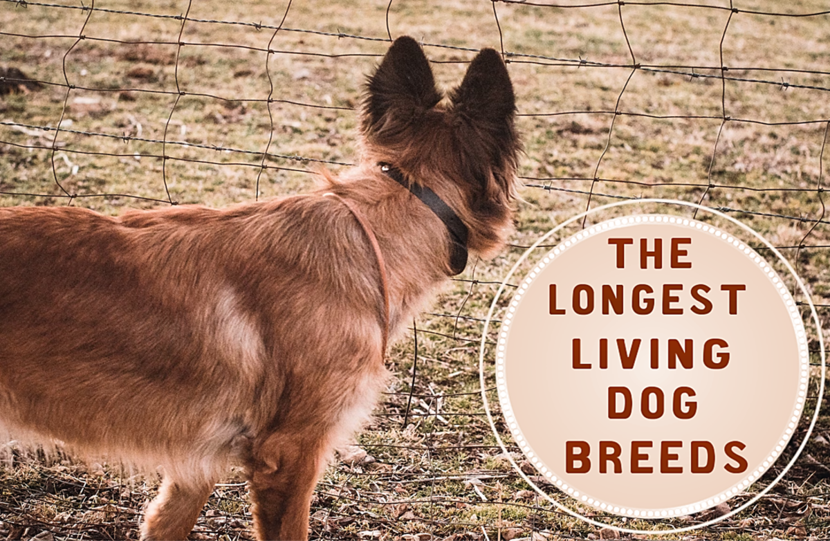 The 15 Longest Living Dog Breeds