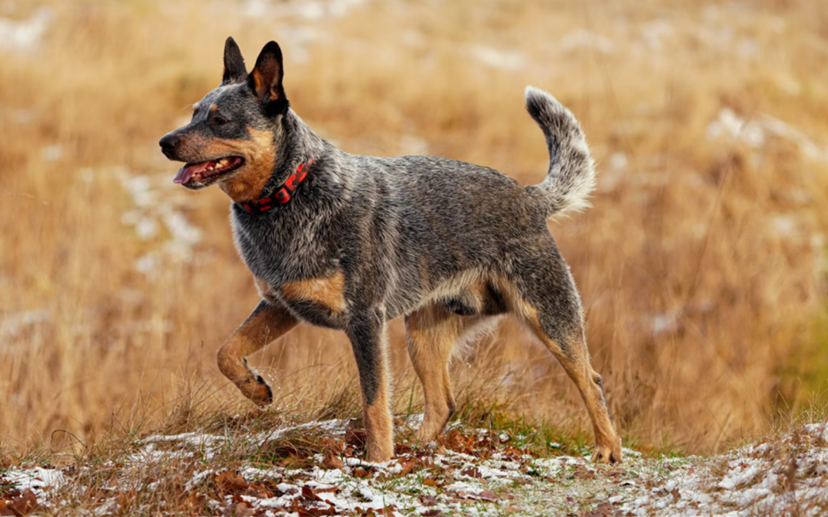 The 15 Longest Living Dog Breeds - HubPages