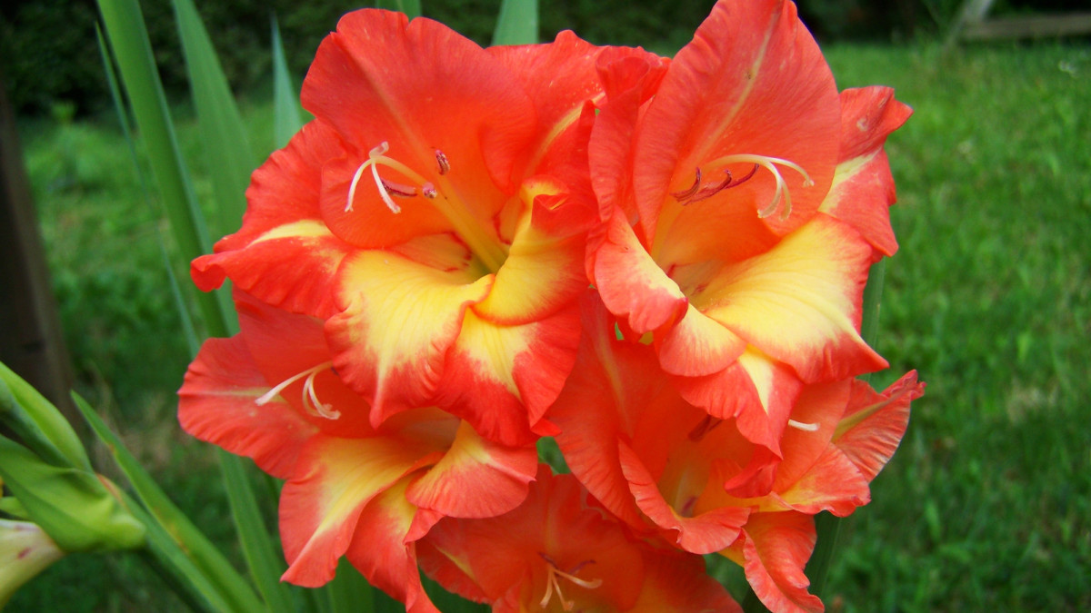 LongLasting Cut Flowers for Your Bouquets Dengarden