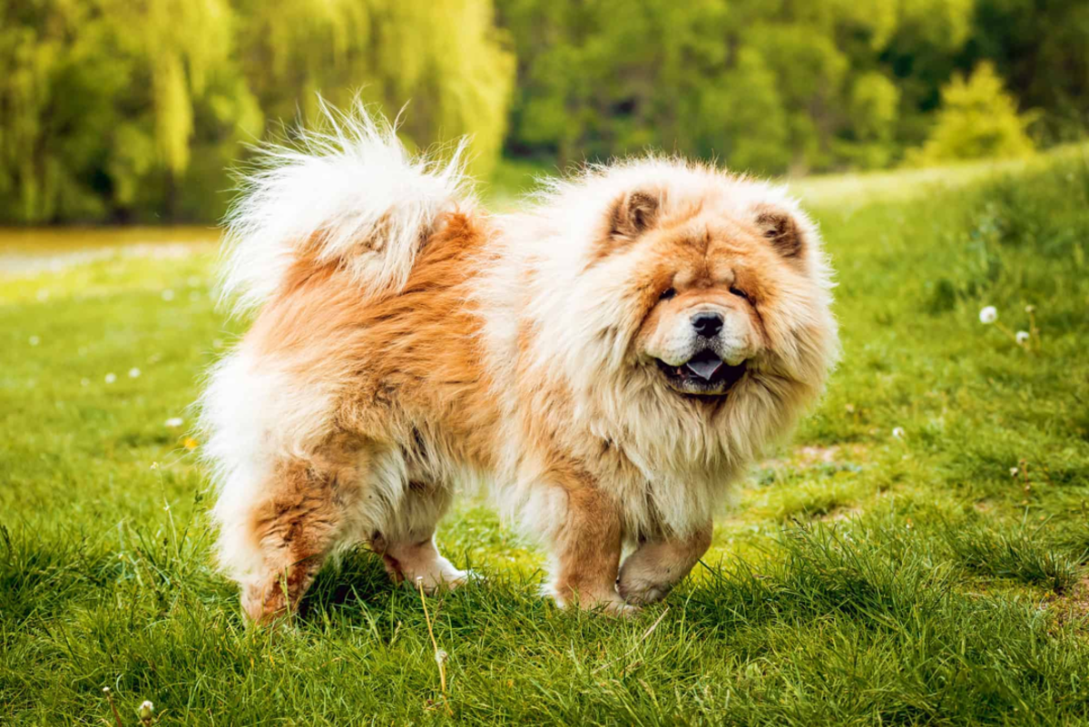 20 Best Dogs Breeds for Indian Homes in 2022 – ABK grooming