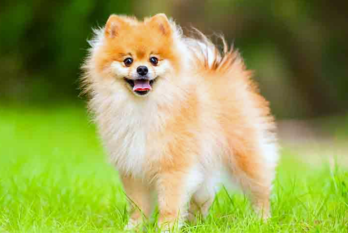 15 Best Small Dog Breeds In India For