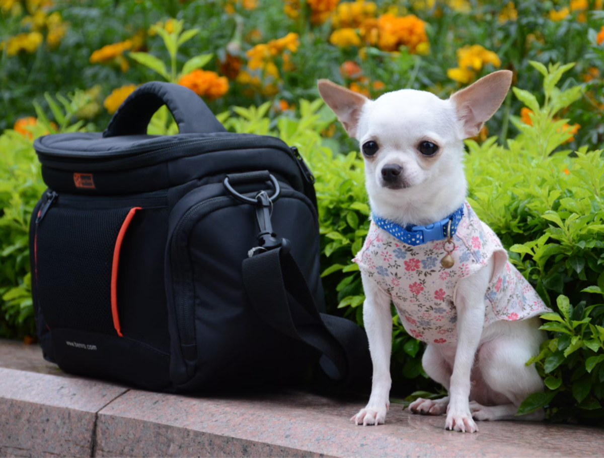 15-small-dog-breeds-for-apartments-in-india-hubpages