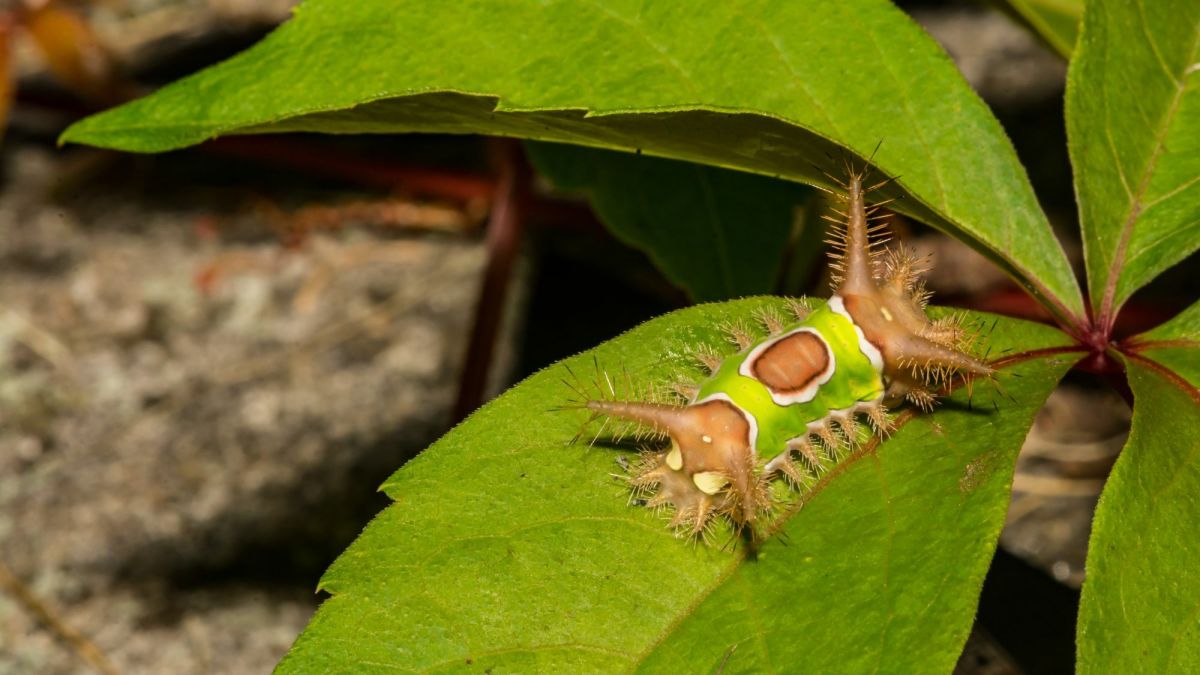 Puss and Saddleback Caterpillars: Insects That Sting Humans