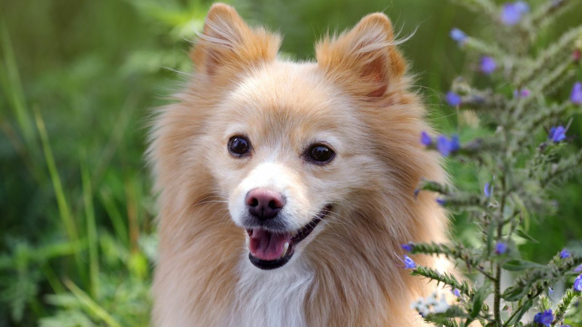 15 Dogs That Look Like Foxes