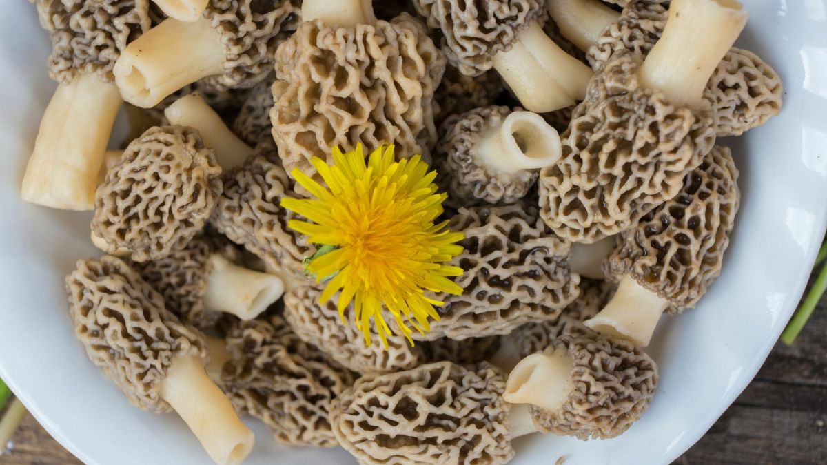 A Guide to Mushroom Hunting for Morels in Southern Oregon