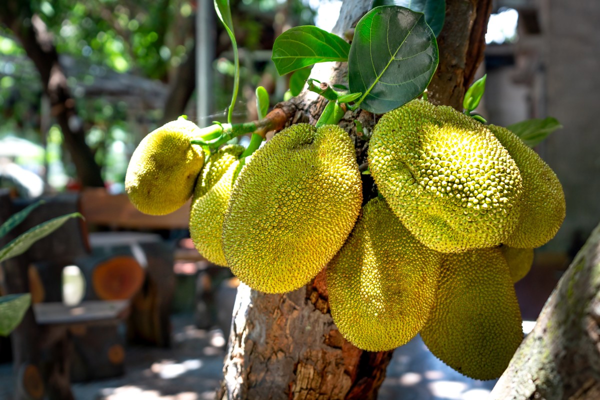 The Six Secret Facts about Jackfruit