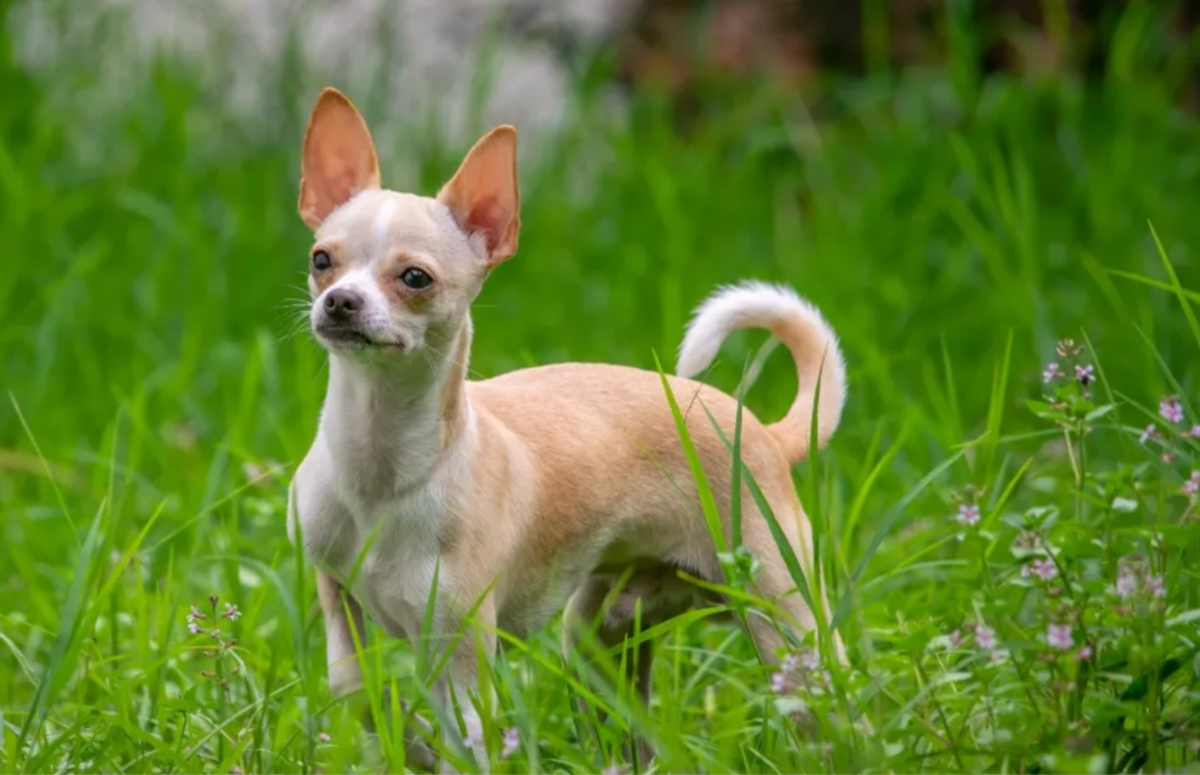 11 Best Small Dogs For Tropical Indian Weather - HubPages