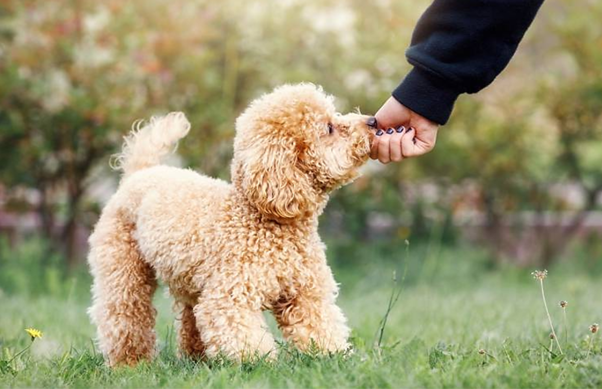 Small dog breeds suitable fashion for indian climate