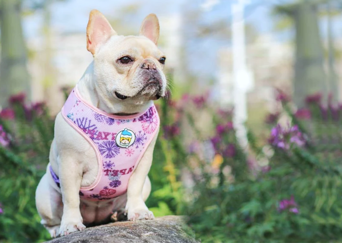 11 Best Small Dogs For Tropical Indian Weather HubPages