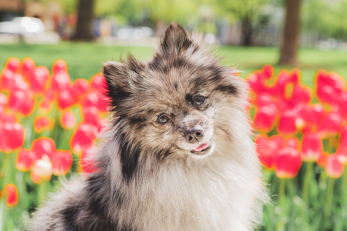 11 Dog Breeds That Look Like Pomeranians