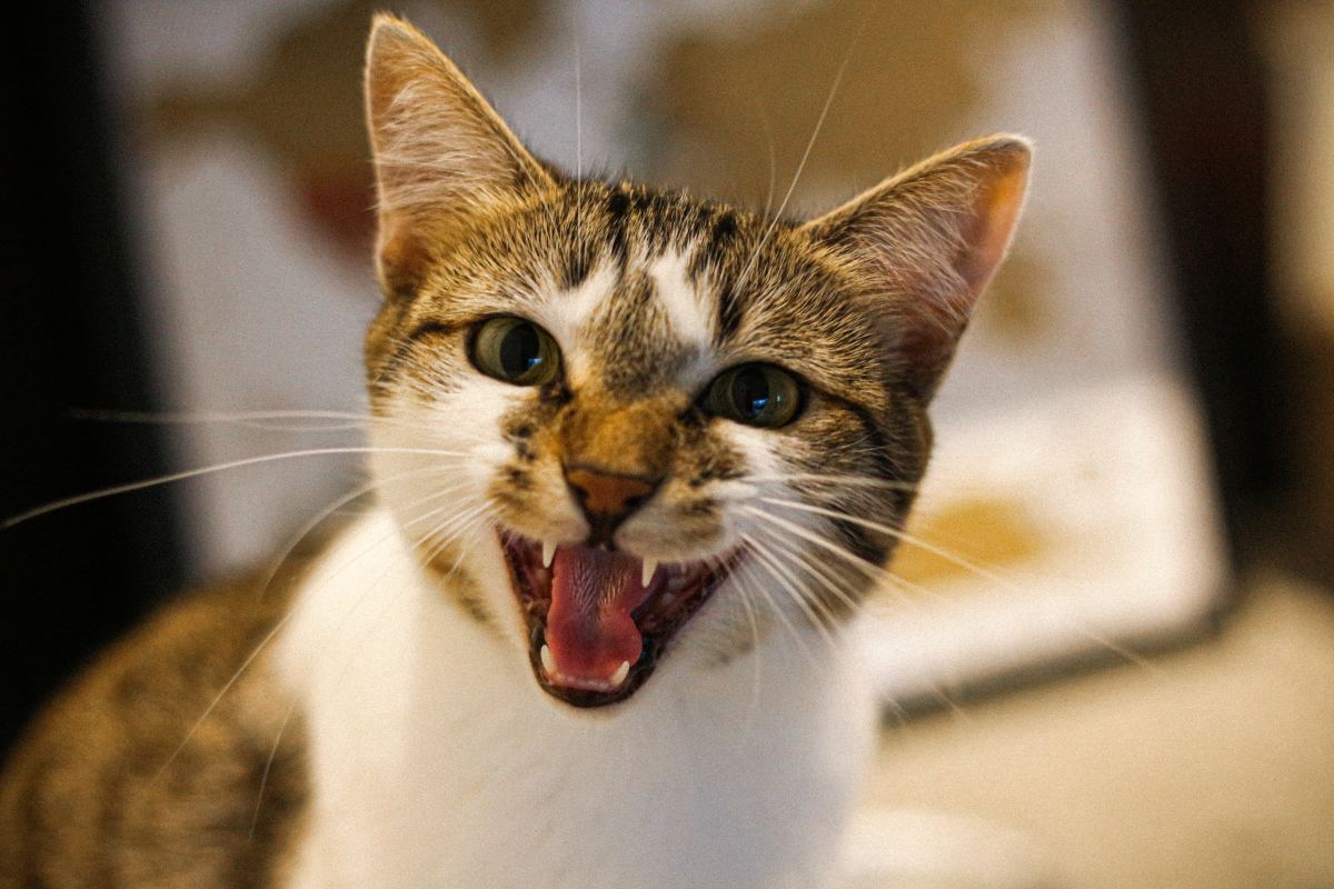 100+ Unique Names for Chatty Cats That Meow a Lot