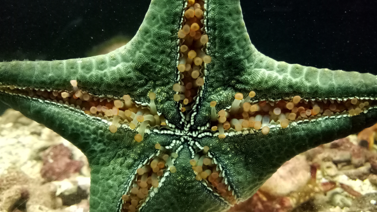 14 Creepy Facts About Starfish