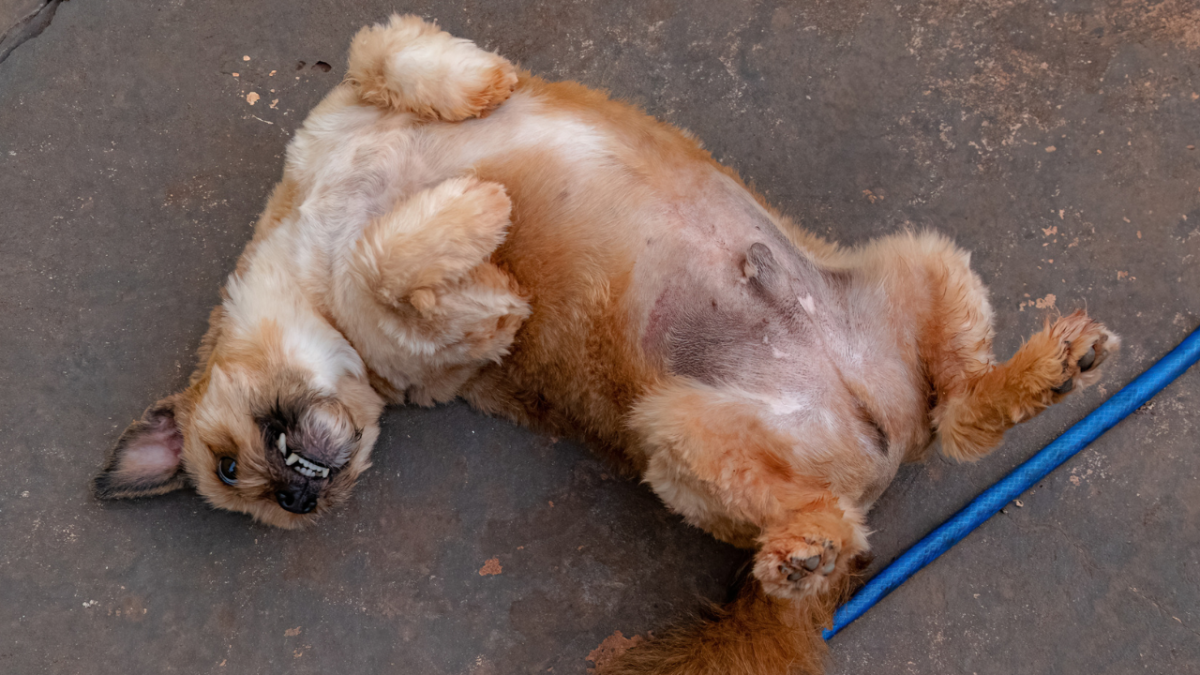 Why Is My Dog's Stomach Turning Purple? 10 Possible Causes