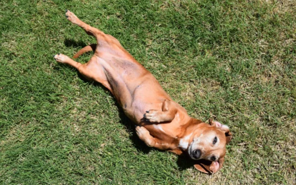 Why Is My Dog's Stomach Turning Purple? 10 Possible Causes PetHelpful