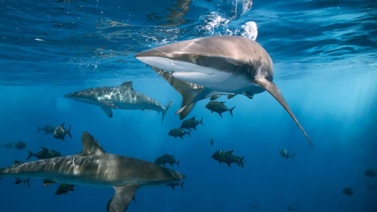 List of Types of Sharks in British Waters