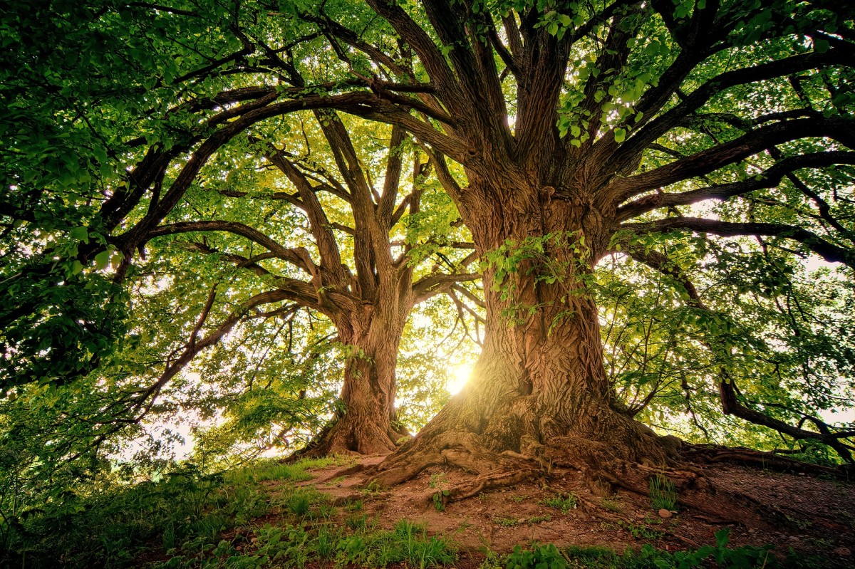 Tree Parts Name in Sanskrit For English Readers