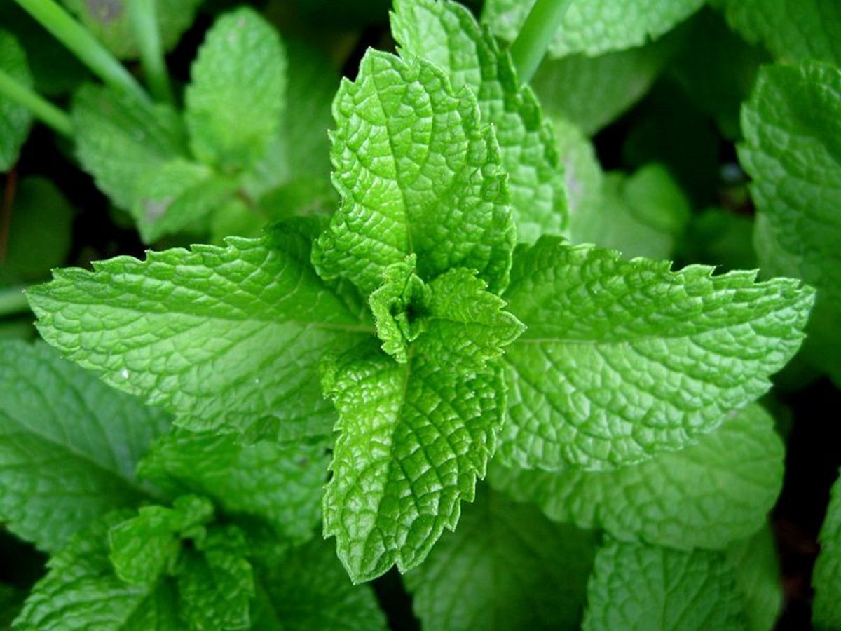 Amazing Mint Uses and Benefits