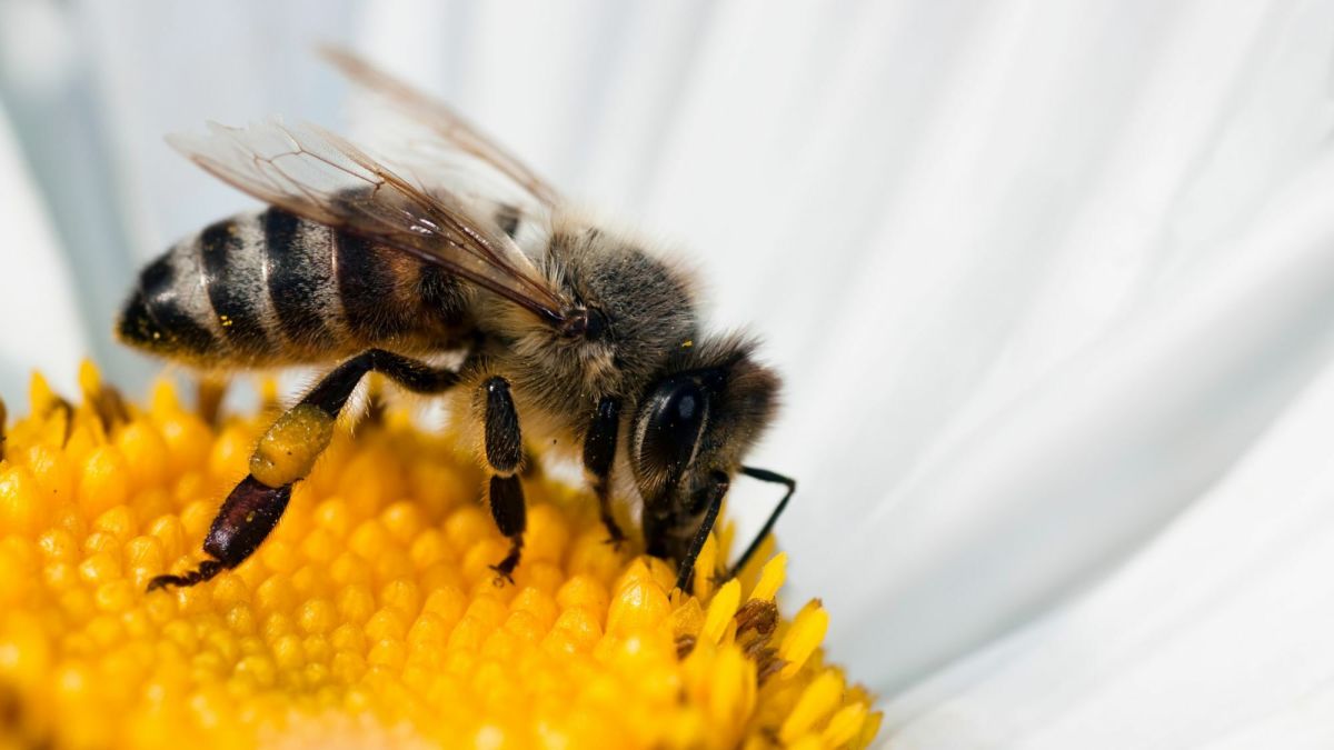 How Smart Are Honey Bees?