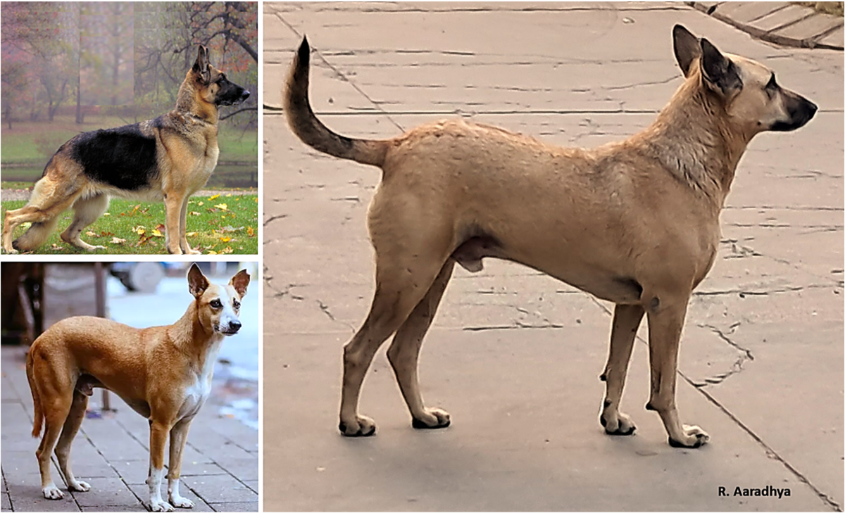 21 Most Popular Mixed Breed Designer Dogs in India HubPages