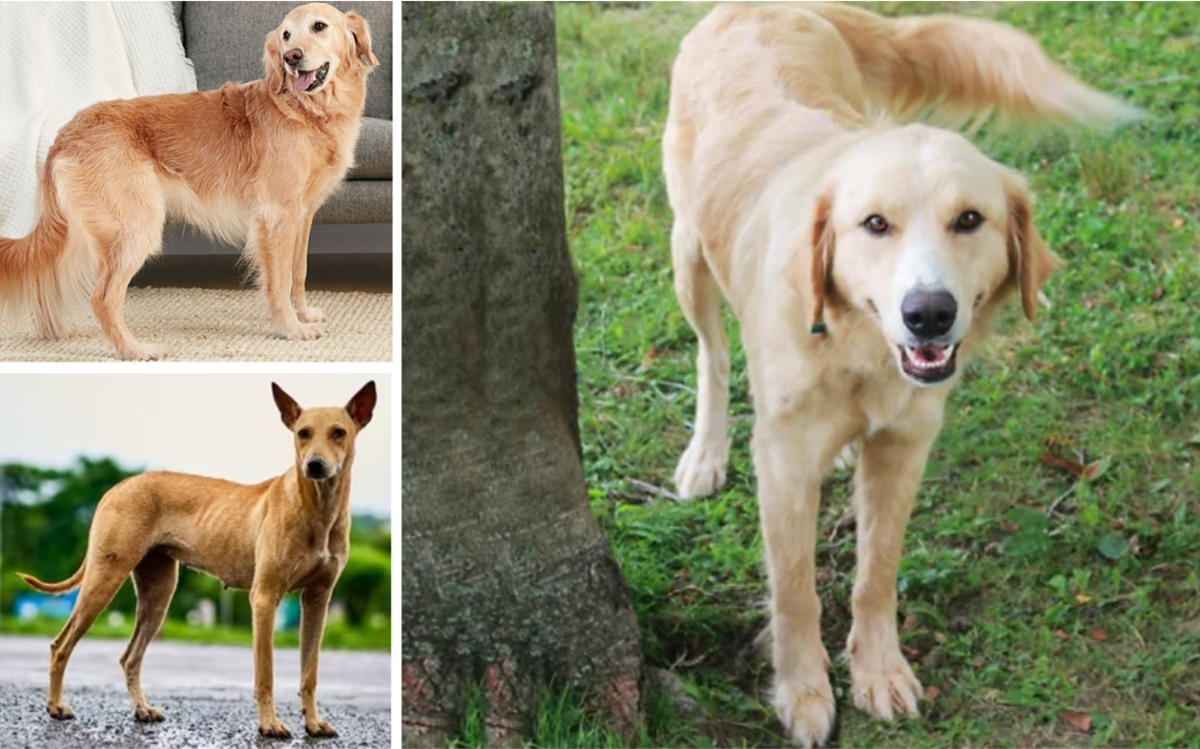 21 Most Popular Mixed Breed Designer Dogs in India HubPages