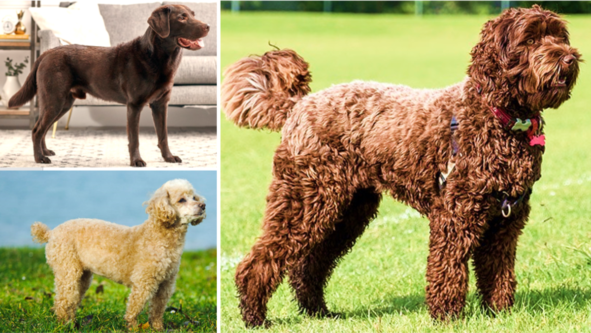 21 Most Popular Mixed Breed Designer Dogs in India HubPages