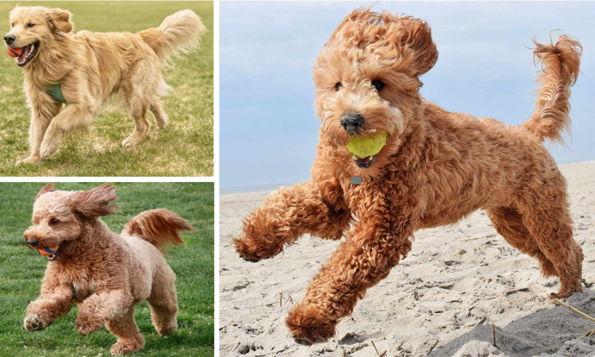 21 Most Popular Mixed Breed Designer Dogs in India HubPages