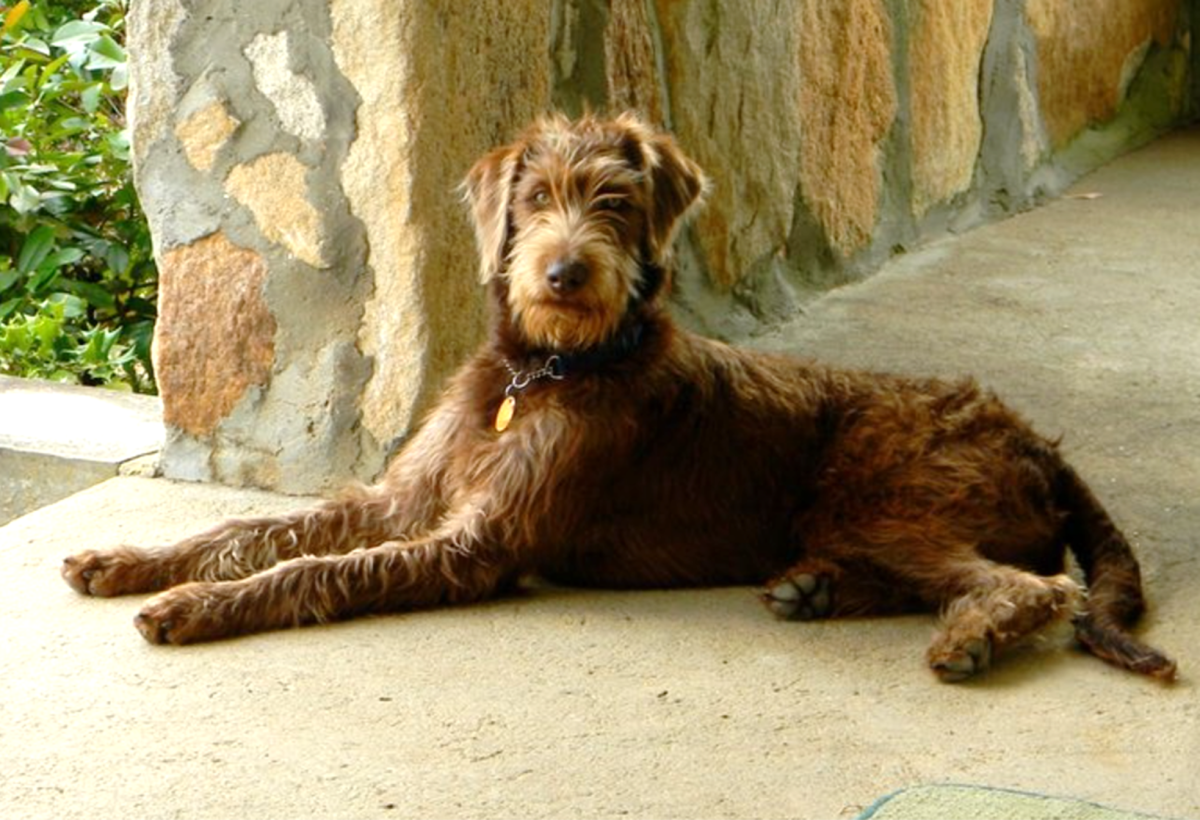 21 Most Popular Mixed Breed Designer Dogs in India HubPages