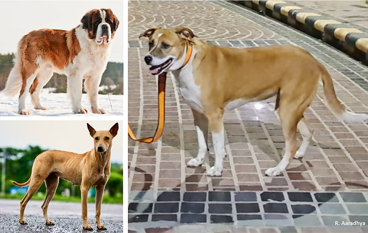 21 Most Popular Mixed Breed Designer Dogs in India HubPages