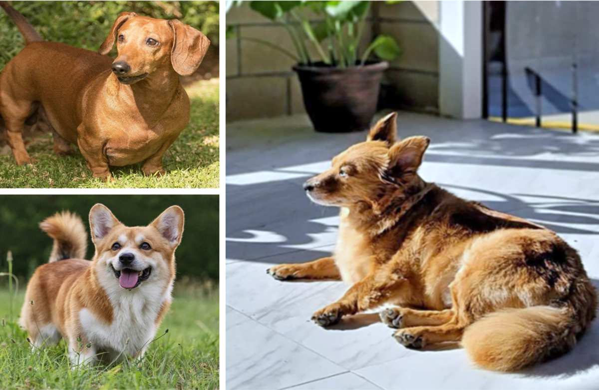 21 Most Popular Mixed Breed Designer Dogs in India HubPages