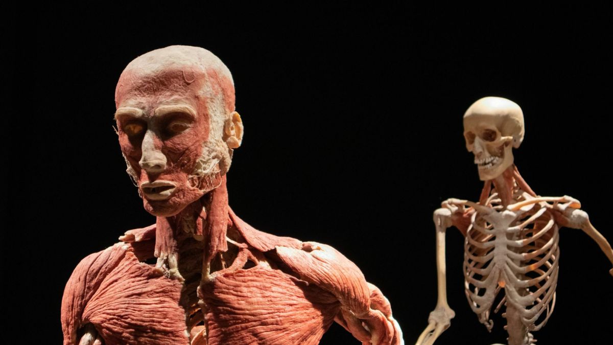 Human Muscular System: What's the Busiest Muscle in the Body?