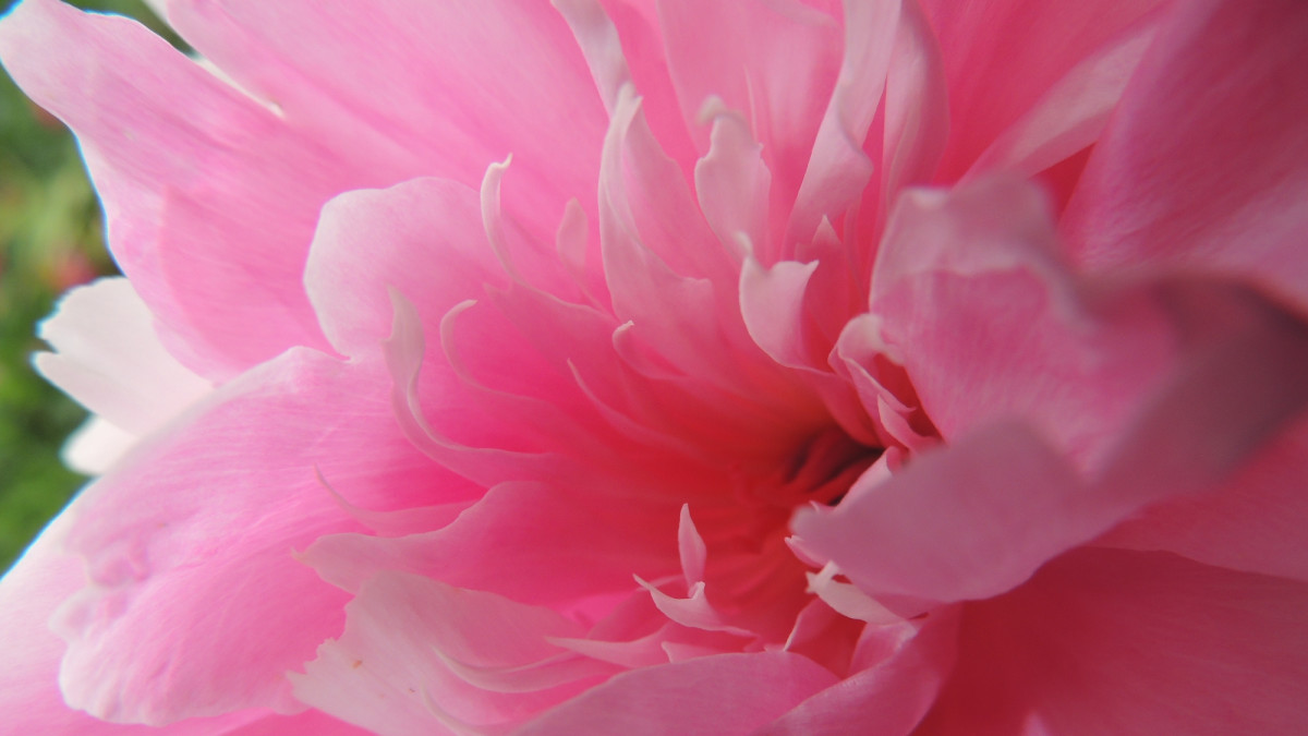 Types of Pink Flowers for Your Garden: Pictures and Tips for Care