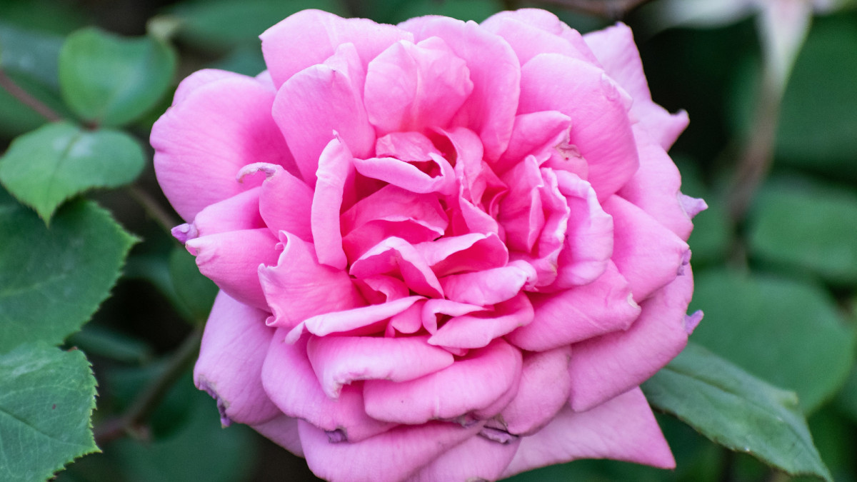 Types of Pink Flowers for Your Garden: Pictures and Tips for Care -  Dengarden